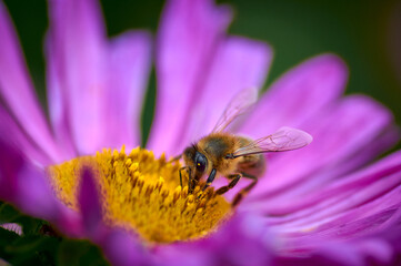 honey bee collects nectar on a purple flower