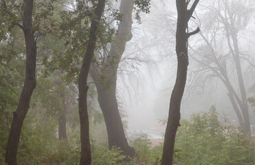 four mountain trees in very dense fog in california, with green carpet of plants - 497972232