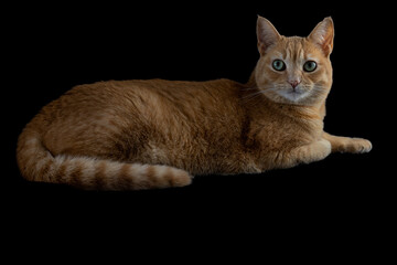 beautiful cat in a regal pose - 497972262