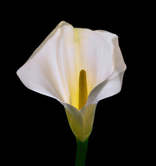 closeup cali calla lily with backlighting and fine detail very sharp - 497972275
