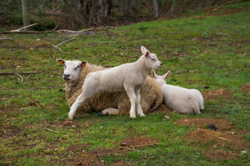 sheep and lambs in a field in spring