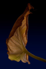 fine detail of a fallen magnolia leaf - 497972421