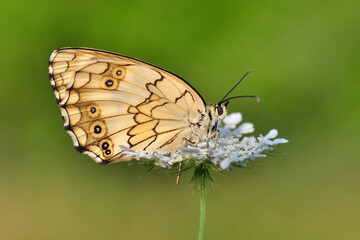 Fototapeta na wymiar Macro shots, Beautiful nature scene. Closeup beautiful butterfly sitting on the flower in a summer garden.