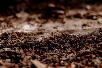 Brown earth lies on a wooden background. Abstract background. Brown background. The concept of...