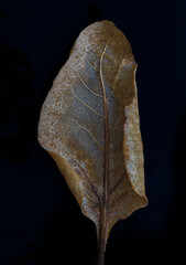 highly detailed dead tree leaf in blue and bronze