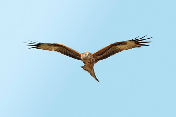 Red kite flying, close up, in spring time in Scotland