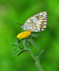 Macro shots, Beautiful nature scene. Closeup beautiful butterfly sitting on the flower in a summer garden.