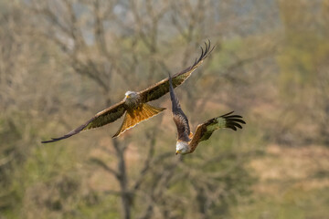 Red kites flying, close up, in spring time in Scotland