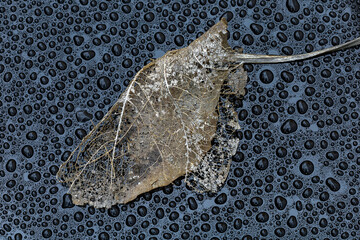 dead filigree leaf against dark background of raindrops - 497973000