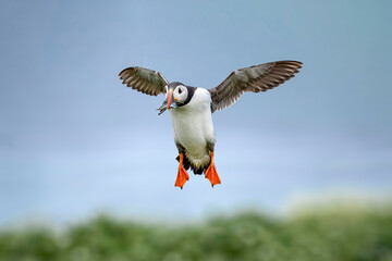 Puffin landing with a with a beak full of Sand eels, close up in the summer