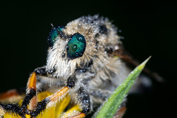 Macro shot of a robber fly in the garden