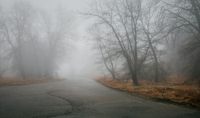 mountain road disappears into spooky trees and dense fog - 497973084