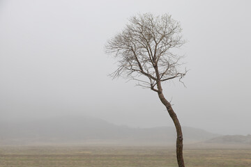 lone tree in a stark and barren landscape with fog and mountains - 497973442