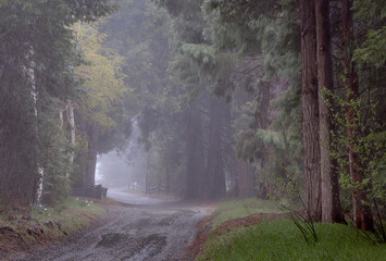 soft rain in the inviting forest with mist - 497973621