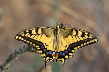 Macro shots, Beautiful nature scene. Closeup beautiful butterfly sitting on the flower in a summer garden.