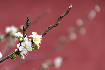 cherry blossom