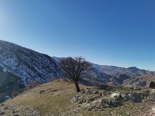 Single tree on the hill