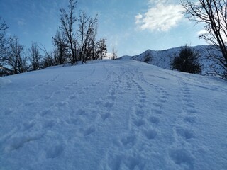 Obraz premium Partriges footprints on the snow