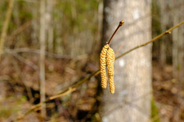 Birch touches in the spring in Latvia