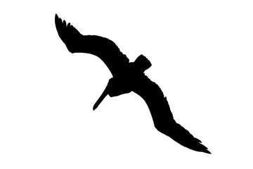 Silhouette of flying Pelican, black on white background.