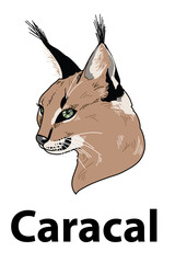 Caracal head of wild animal living in nature with a print texture of the skin
