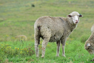 Obraz na płótnie Canvas Sheep in the fields