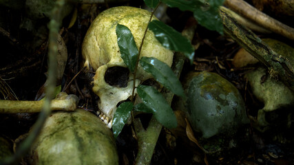 Many green human skulls and bones lying on the ground in the forest, covered in moss in an old abandoned cemetery