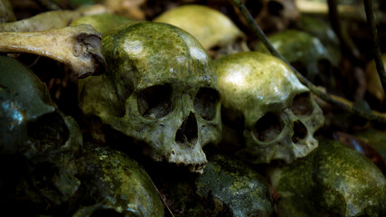 Many green human skulls and bones lying on the ground in the forest, covered in moss in an old...