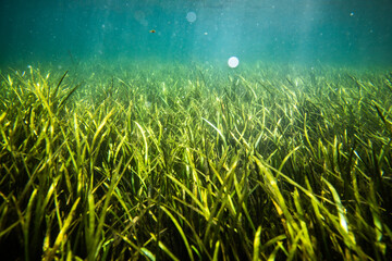 Fototapeta na wymiar Underwater sea of grass in a fresh water florida spring
