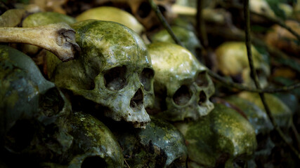 Many green human skulls and bones lying on the ground in the forest, covered in moss in an old abandoned cemetery