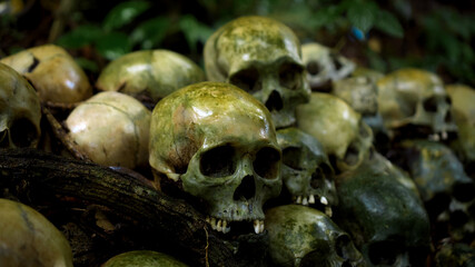 Many green human skulls and bones lying on the ground in the forest, covered in moss in an old abandoned cemetery