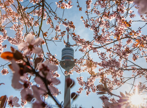 Vienna, Austria: Danube tower among beautiful cherry blossom in spring