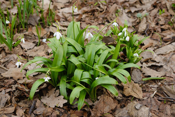 Snowdrops - the first spring flowers in the park