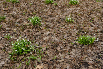 Snowdrops - the first spring flowers in the park