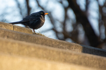 blackbird with an orange beak
