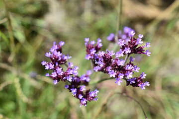 Obraz premium Purple flowers