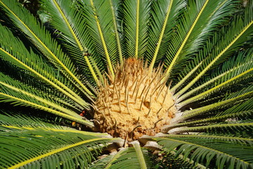 Naklejka na ściany i meble Sago palm, photographed in Playa Paraiso, Tenerife