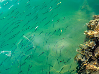 Fototapeta na wymiar Shining transparent aquamarine sea water with lots of small fish and reef underwater