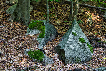 Felsen mit Moos im Wald 