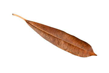 Fototapeta na wymiar leaf isolated on white