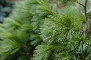 Botanical Garden - coniferous green trees in the park