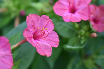 Obraz premium Pink flowers