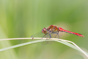 Ruddy darter dragonfly (Sympetrum sanguineum) resting on a reed