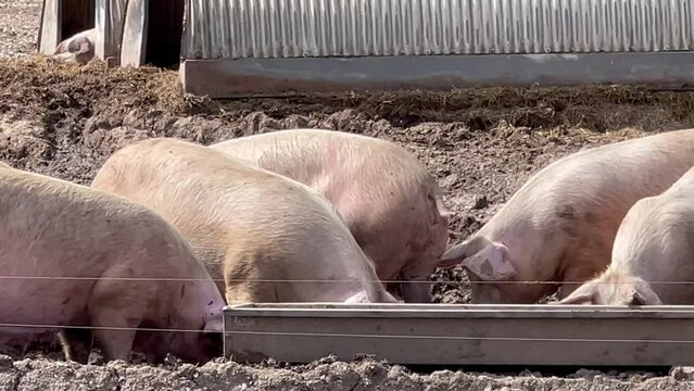 free range landrace pigs dining at the feeding trough, sunny day