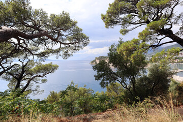 Fototapeta na wymiar Picturesque pine trees over the sea overlooking Cape St. Peter on a cloudy rainy day, Makarska, Croatia