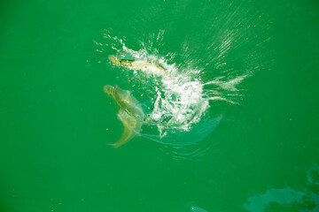Dancing fish in a crystal clear mountain lake