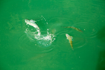 Dancing fish in a crystal clear mountain lake