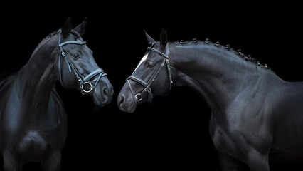 Fototapeta na wymiar Two black Horse portrait in bridle