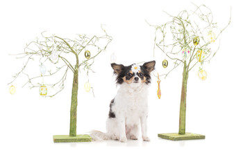 Adorable Chihuahua with Easter decoration