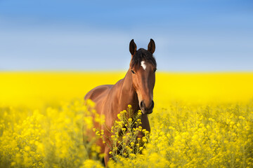 Horse portrait in yellow flowers